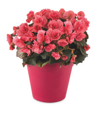 Irish Grown Begonia Planter