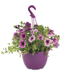 Irish Trixi Hanging Basket 27cm