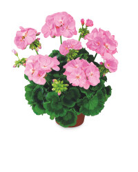 Garden Grá Irish Summer Bedding