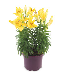 Irish Grown Pot Lily