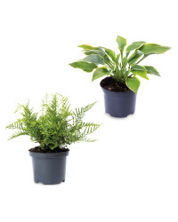 Easy Care Irish Grown Shaded Plants