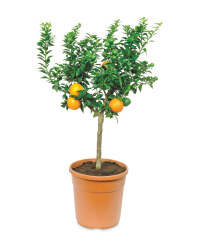 The Green Garden Citrus Plants