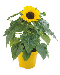 Irish Grown Sunflower