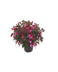Bella Fuchsia Planter