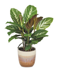 The Green Garden Bedroom Foliage