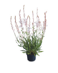 The Green Garden Prairie Perennials