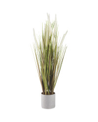 White Dog Tail Plant In Grey Pot