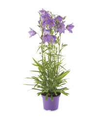 Garden Grá Irish Grown Campanula