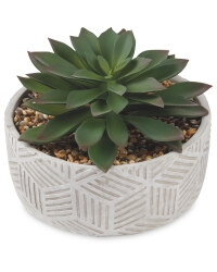 Stripe Container Succulent
