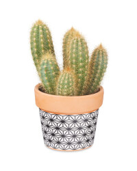 The Green Garden Cacti & Succulents