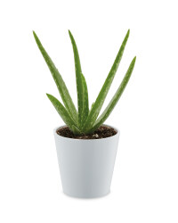 Aloe Vera Plant In Ceramic Pot
