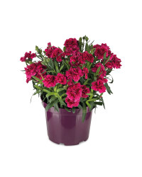 Dianthus Oscar