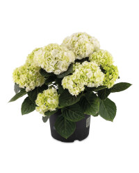Extra Large Hydrangea