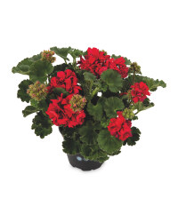 Instant Colour 10.5cm Pots