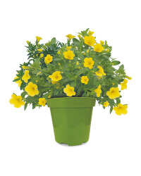 Instant Colour Plants 13cm Pots