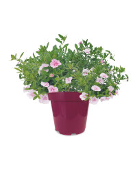 Instant Summer Colour Calibrachoa