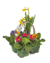 Irish Grown Primrose & Daffodil