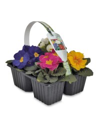 Irish Grown Primrose