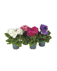 Irish Grown Primula Obconica