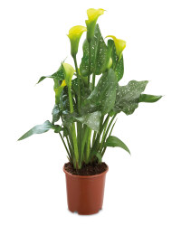 Irish Plants For Cut Flowers