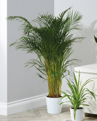 Large Green Indoor House Plants