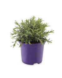 Lavender & Wallflowers