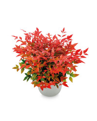 Nandina Domestica