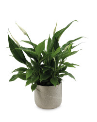 Peace Lily in Speckled Ceramic