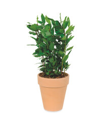 Potted Herb Bay laurel