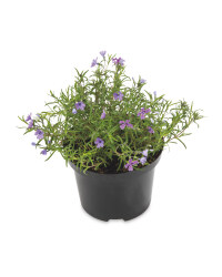 Summer Colour Plants in 2L Pots