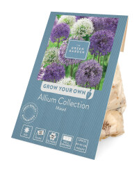The Green Garden Mixed Allium Bulbs