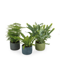 Trendy Ferns In Ceramic Pots