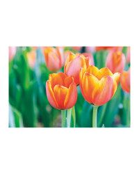 Tulip Bulb Collection