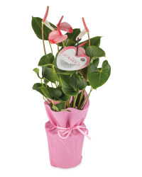 XL Anthurium Gift Plant