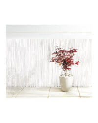 XL Japanese Maple Tree