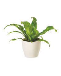 The Green Garden Bathroom Plant