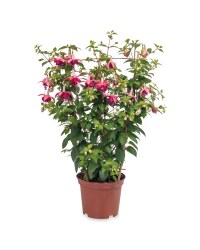 The Green Garden Fuchsia Trellis