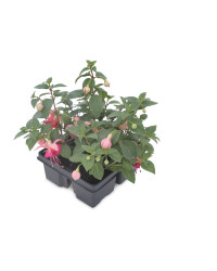 Irish Grown Fuchsia 4 Pack