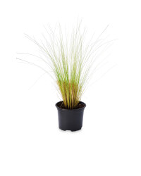 Irish-Grown Ornamental Grasses