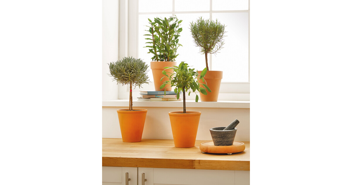 Potted Herb Standard Deal At Aldi Offer Calendar Week potted-herb-standard-deal-at-aldi-offer-calendar-week