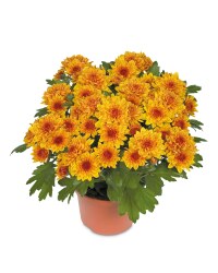 The Green Garden Chrysanthemum