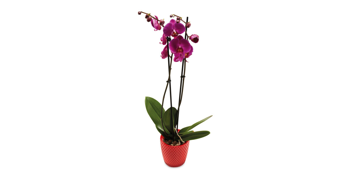 Offer Aldi Twin Stem Orchid Aldi